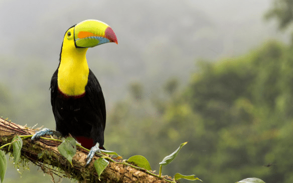 Cooking, Culture, and Conservation: A Tropical Delight in Costa Rica