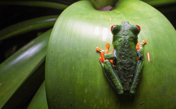 Discover the Enchanting Rainforests of Costa Rica