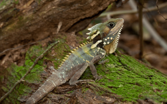 Uncovering Australia's Hidden Animal Icons: The Boyd's Forest Dragon