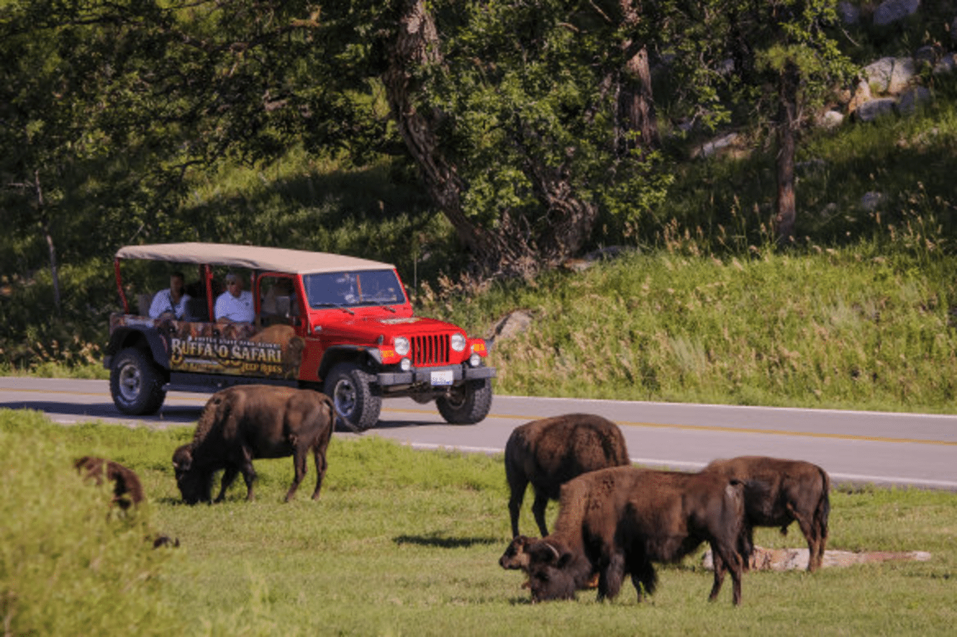 Discover the Majestic Bison of Custer State Park in South Dakota